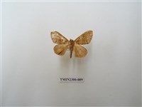 藏品(波斑毒蛾)的圖片